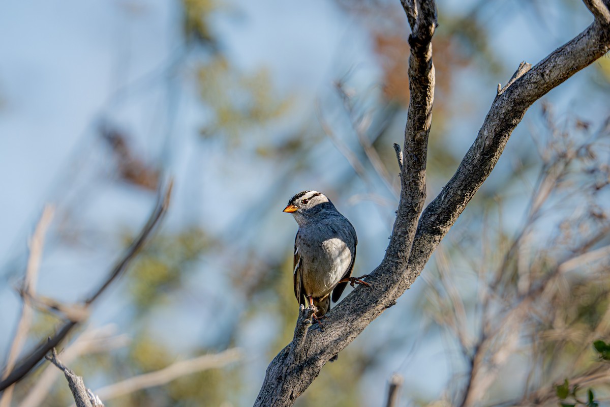 White-crowned Sparrow - ML609753360