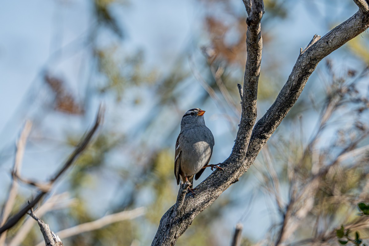 White-crowned Sparrow - ML609753361