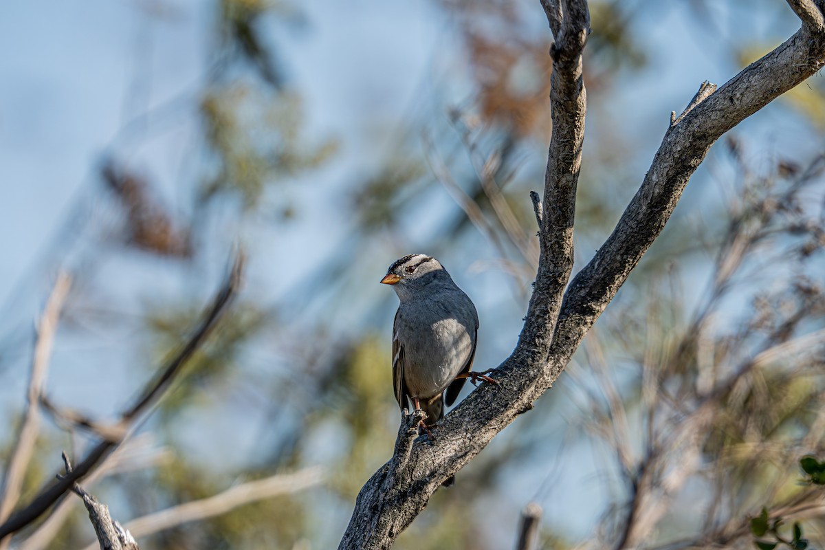 White-crowned Sparrow - ML609753362