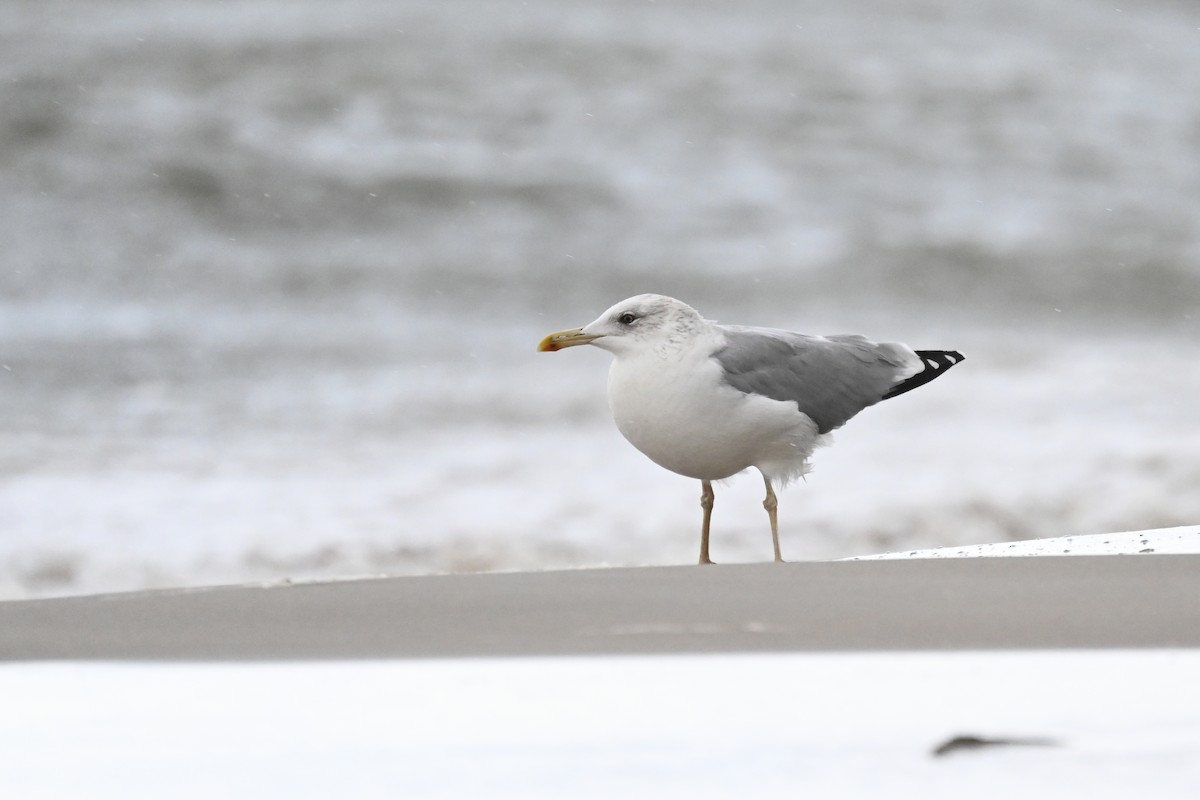 Caspian Gull - ML609753390