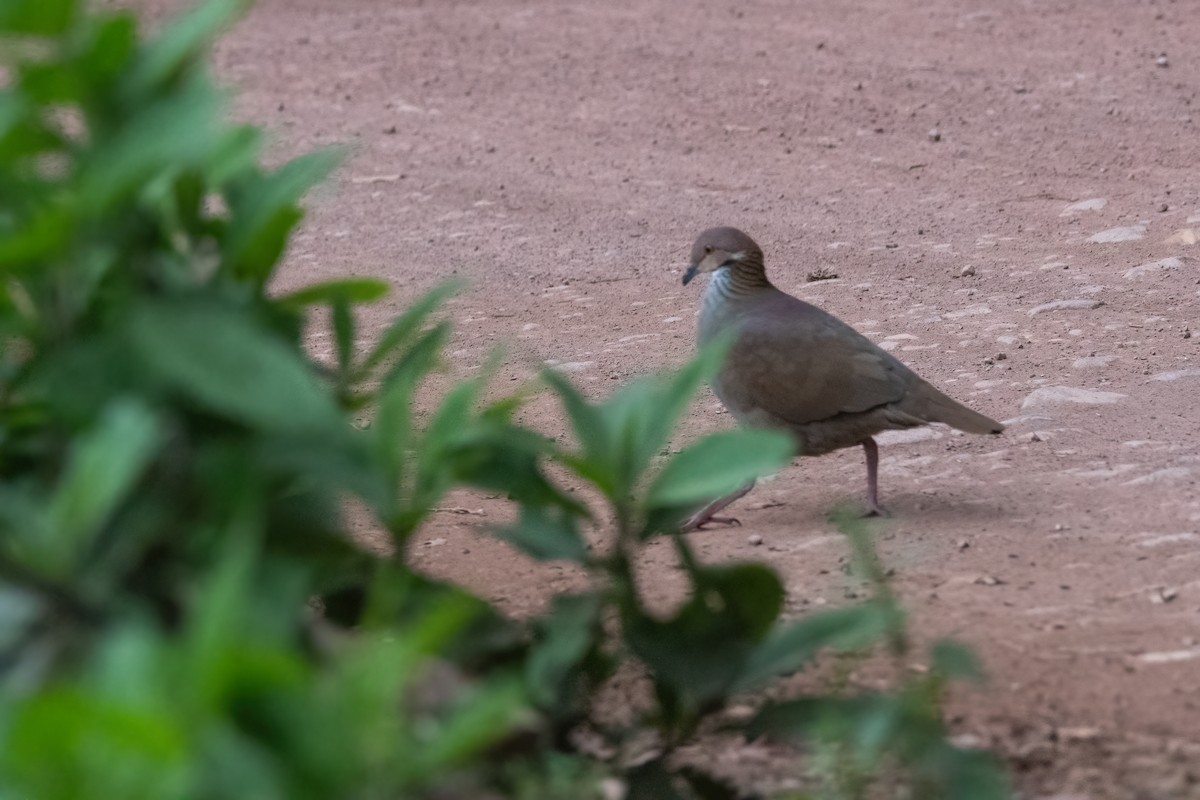 White-throated Quail-Dove - ML609753490