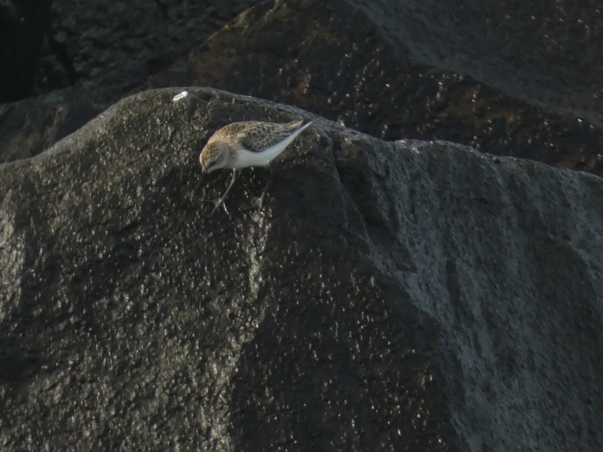 Semipalmated Sandpiper - ML609753518