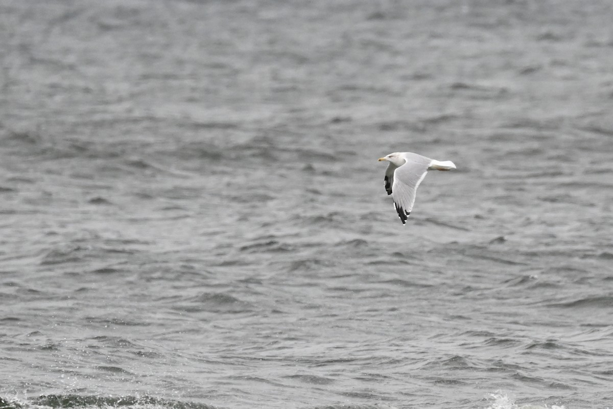 Herring Gull - ML609753524