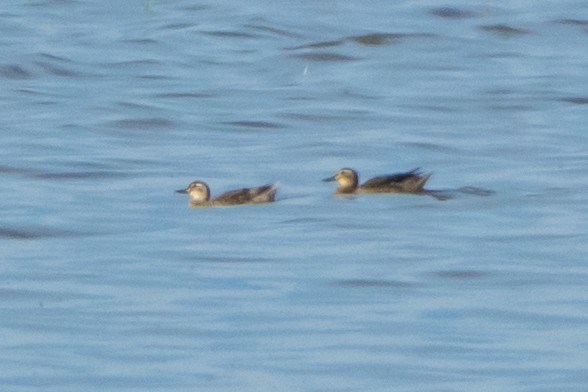 Garganey - ML609753582