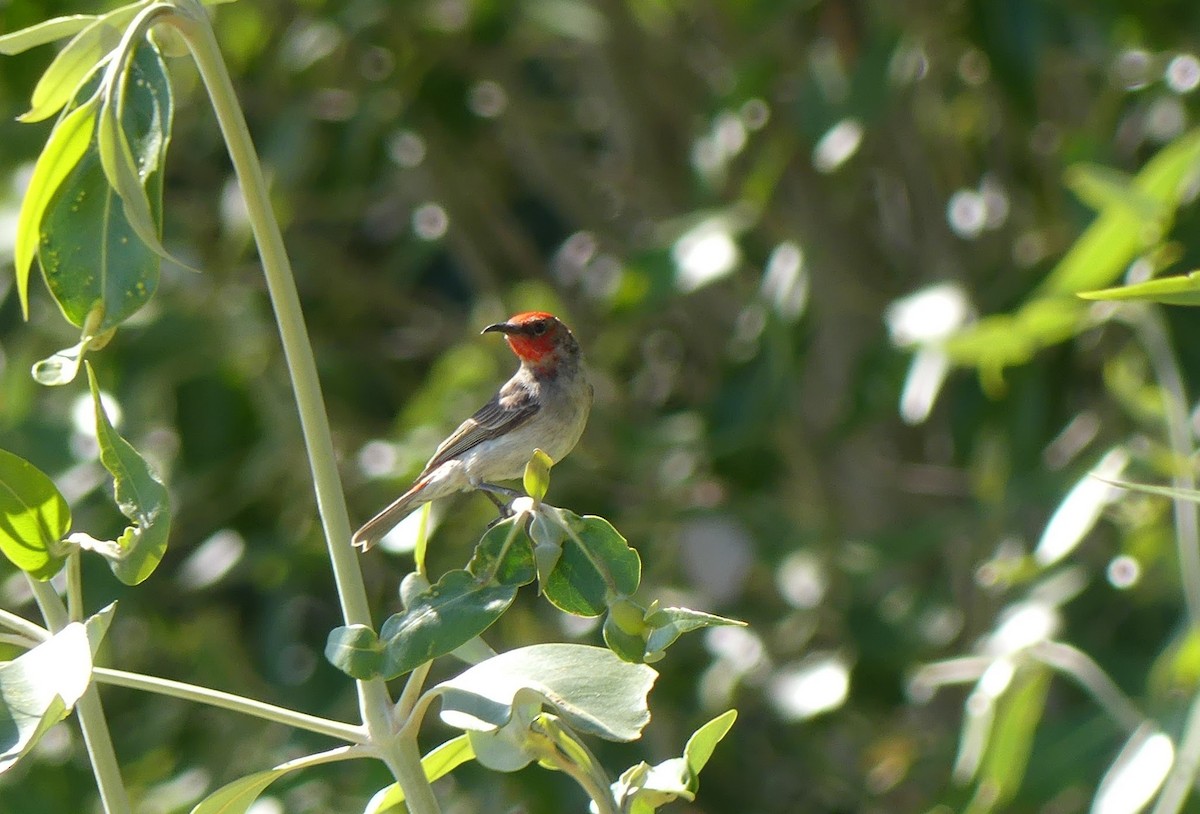 Red-headed Myzomela - ML609753603