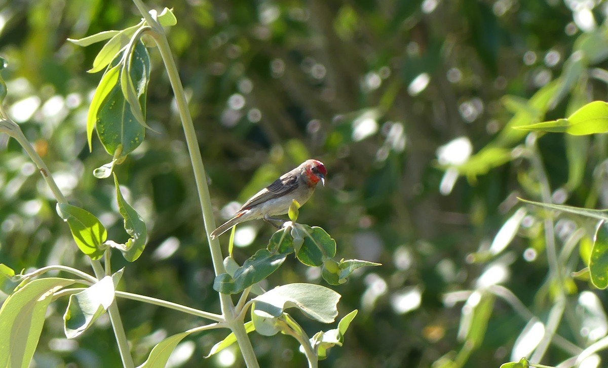 Red-headed Myzomela - ML609753604