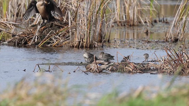 Long-billed Dowitcher - ML609753634