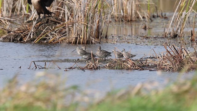 Long-billed Dowitcher - ML609753636