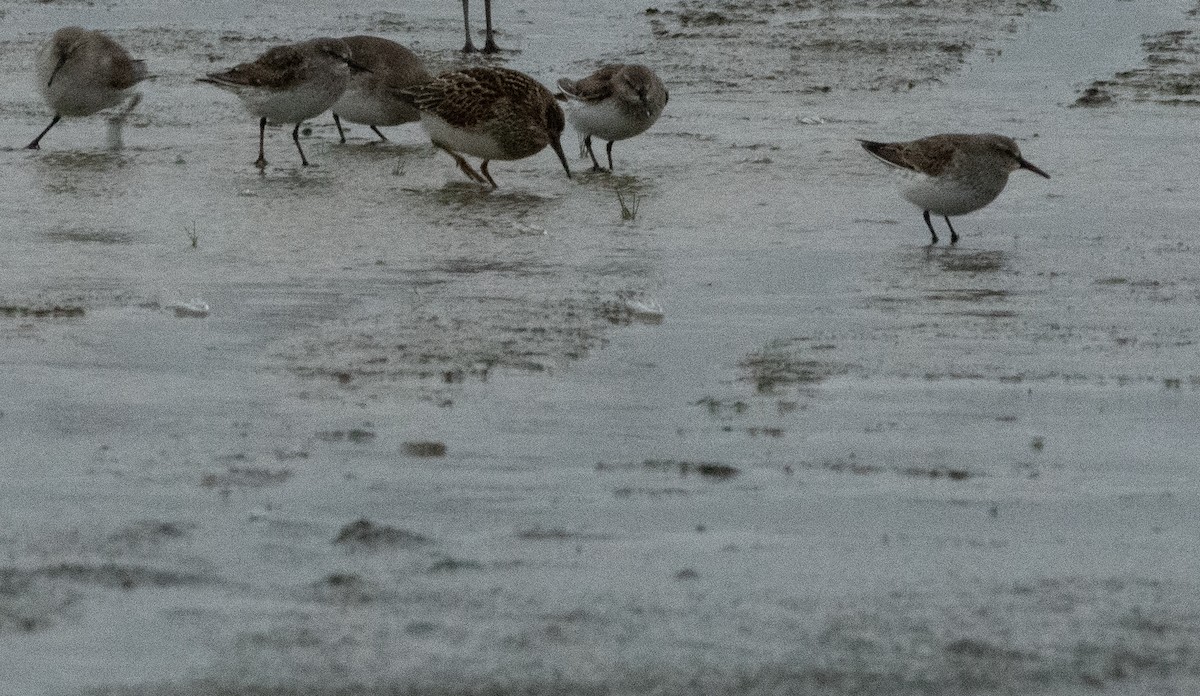 Weißbürzel-Strandläufer - ML609753652