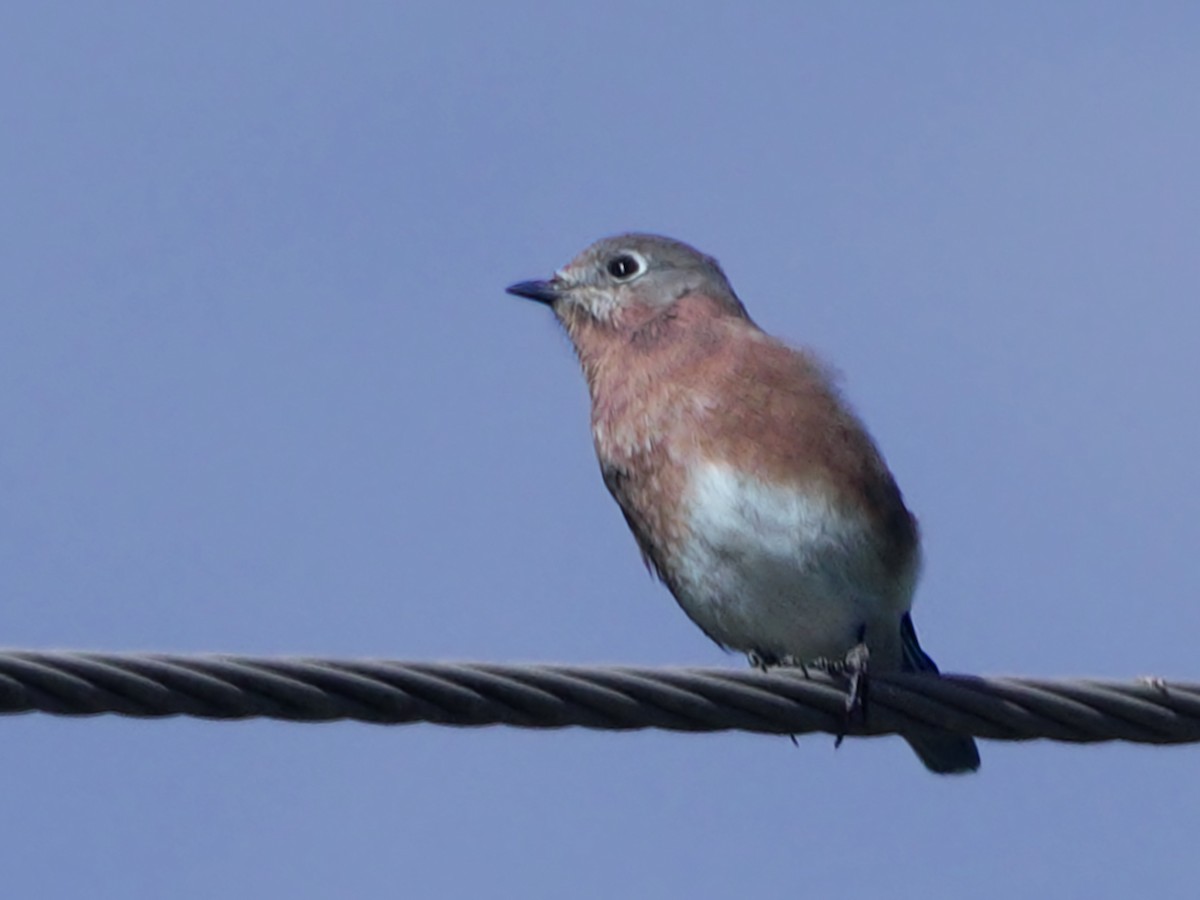 Eastern Bluebird - ML609753656