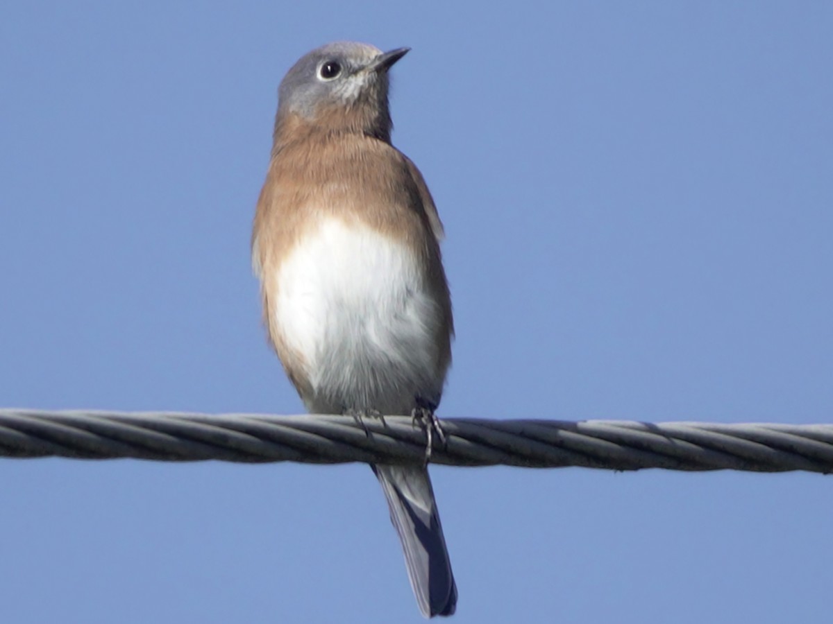 Eastern Bluebird - ML609753657