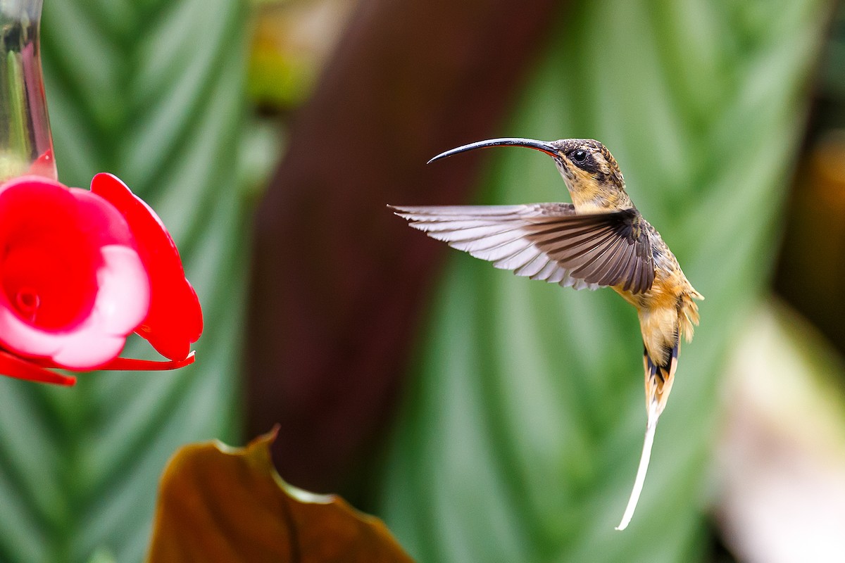 Tawny-bellied Hermit - ML609753838