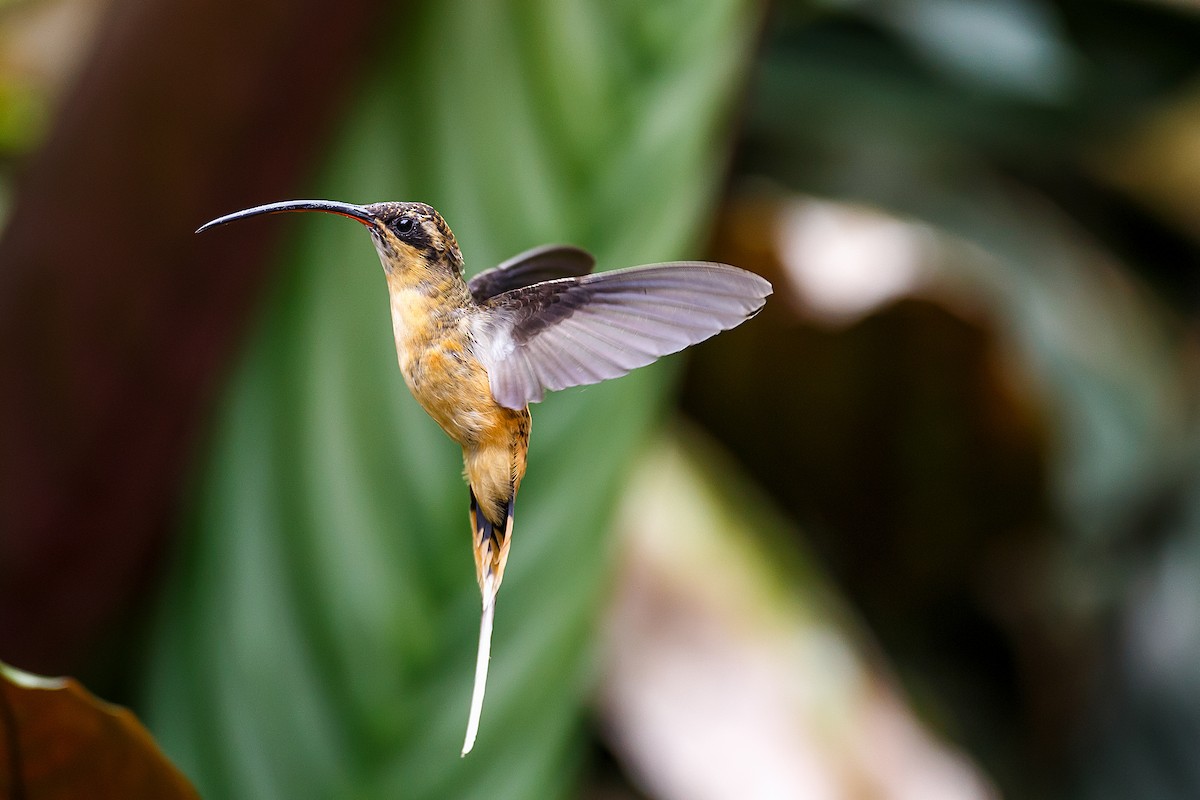 Tawny-bellied Hermit - ML609753898