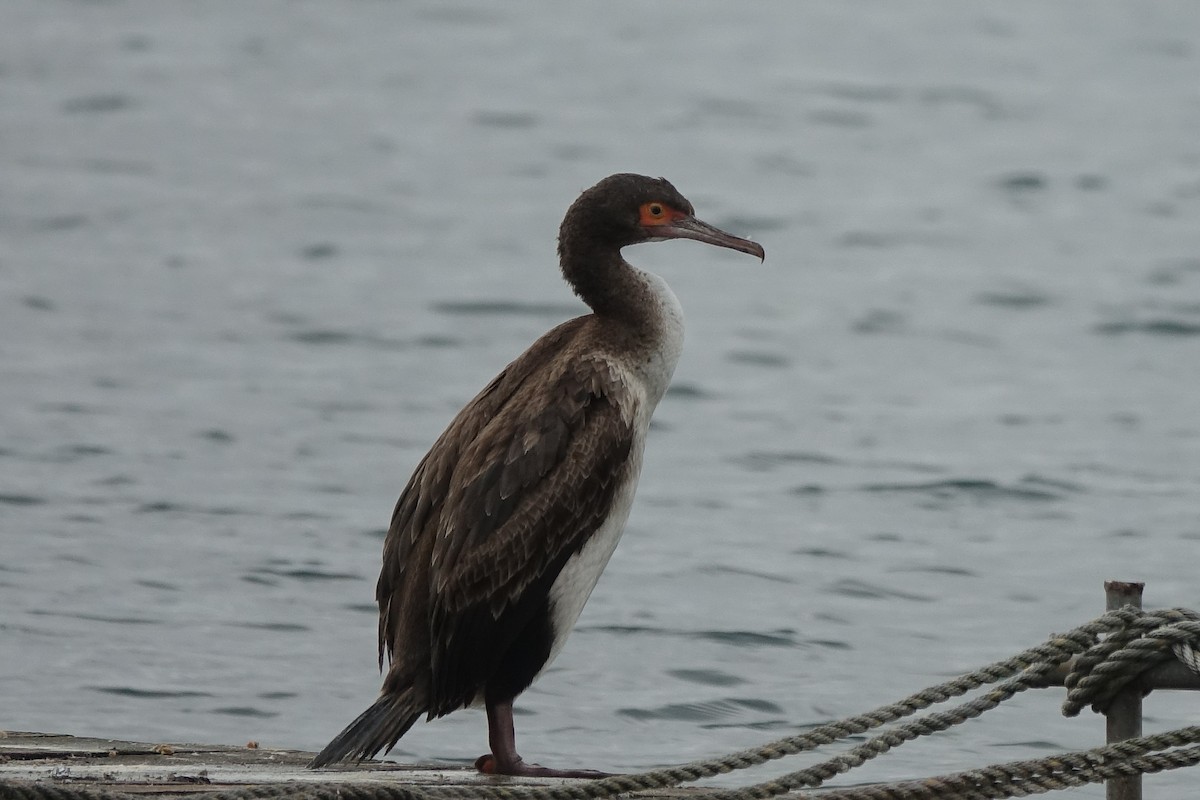 Guanay Cormorant - Gabriela Contreras Buvinić