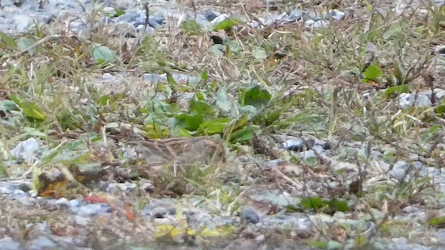 Chipping Sparrow - ML609754003