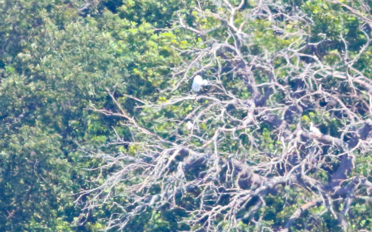 Roseate Spoonbill - ML609754043