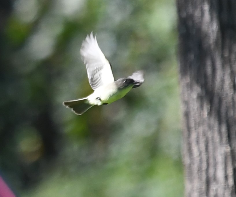 Eastern Phoebe - David Gillen