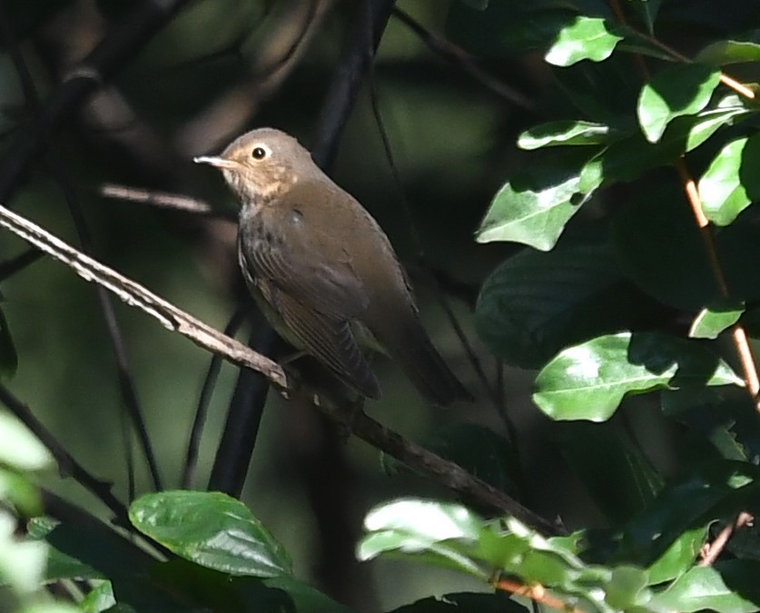 Swainson's Thrush - ML609754093