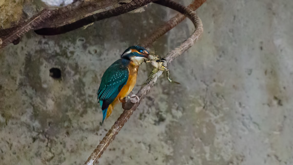 Common Kingfisher - ML609754128