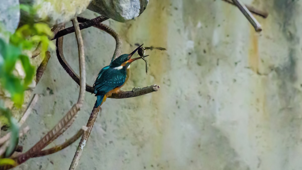 Common Kingfisher - ML609754129