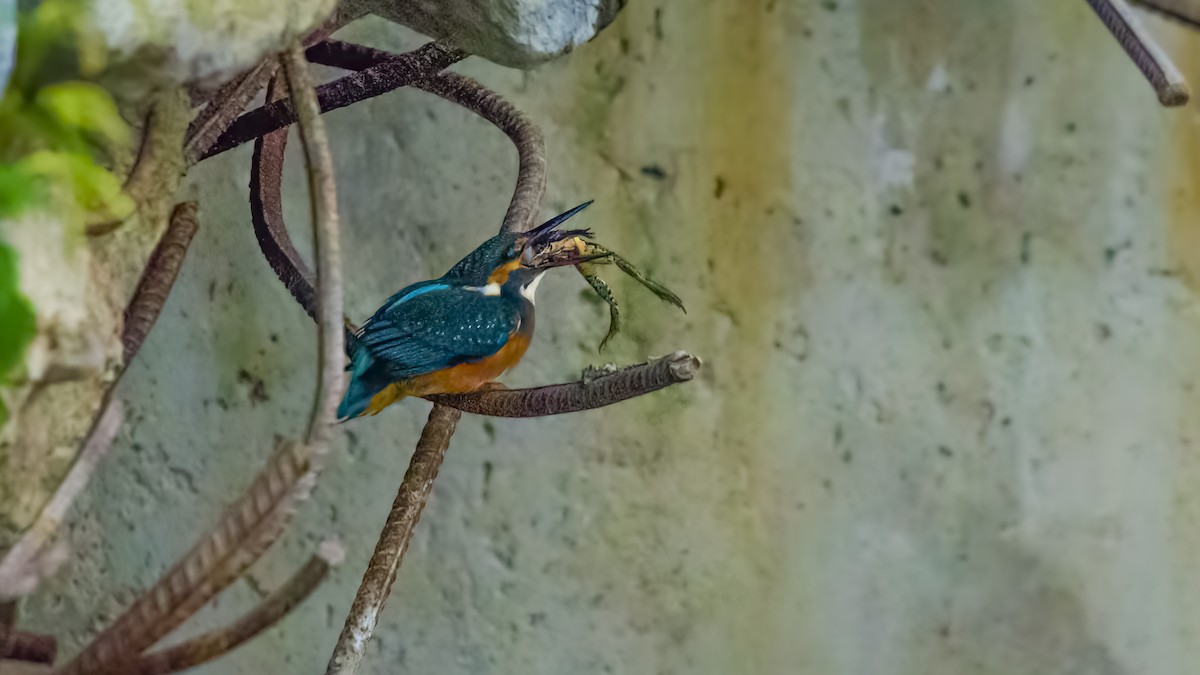 Common Kingfisher - ML609754130