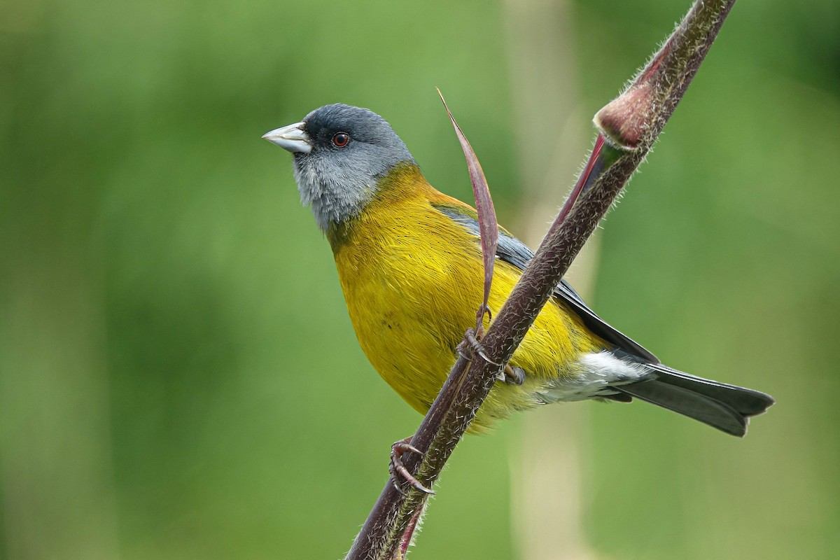 Patagonian Sierra Finch - ML609754214