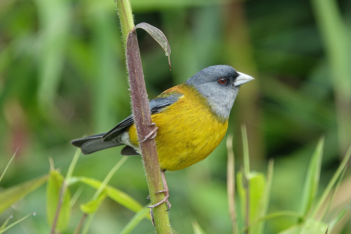 Patagonian Sierra Finch - Gabriela Contreras Buvinić