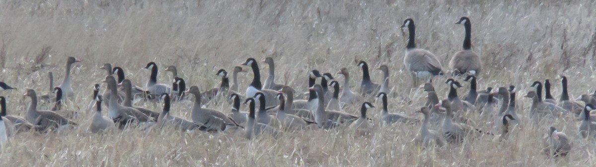 Greater White-fronted Goose - ML609754288