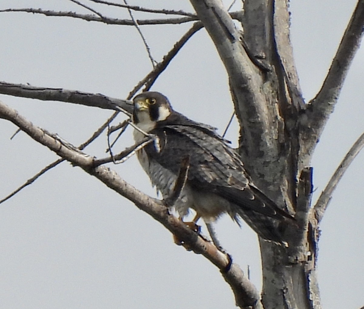 Peregrine Falcon - ML609754302