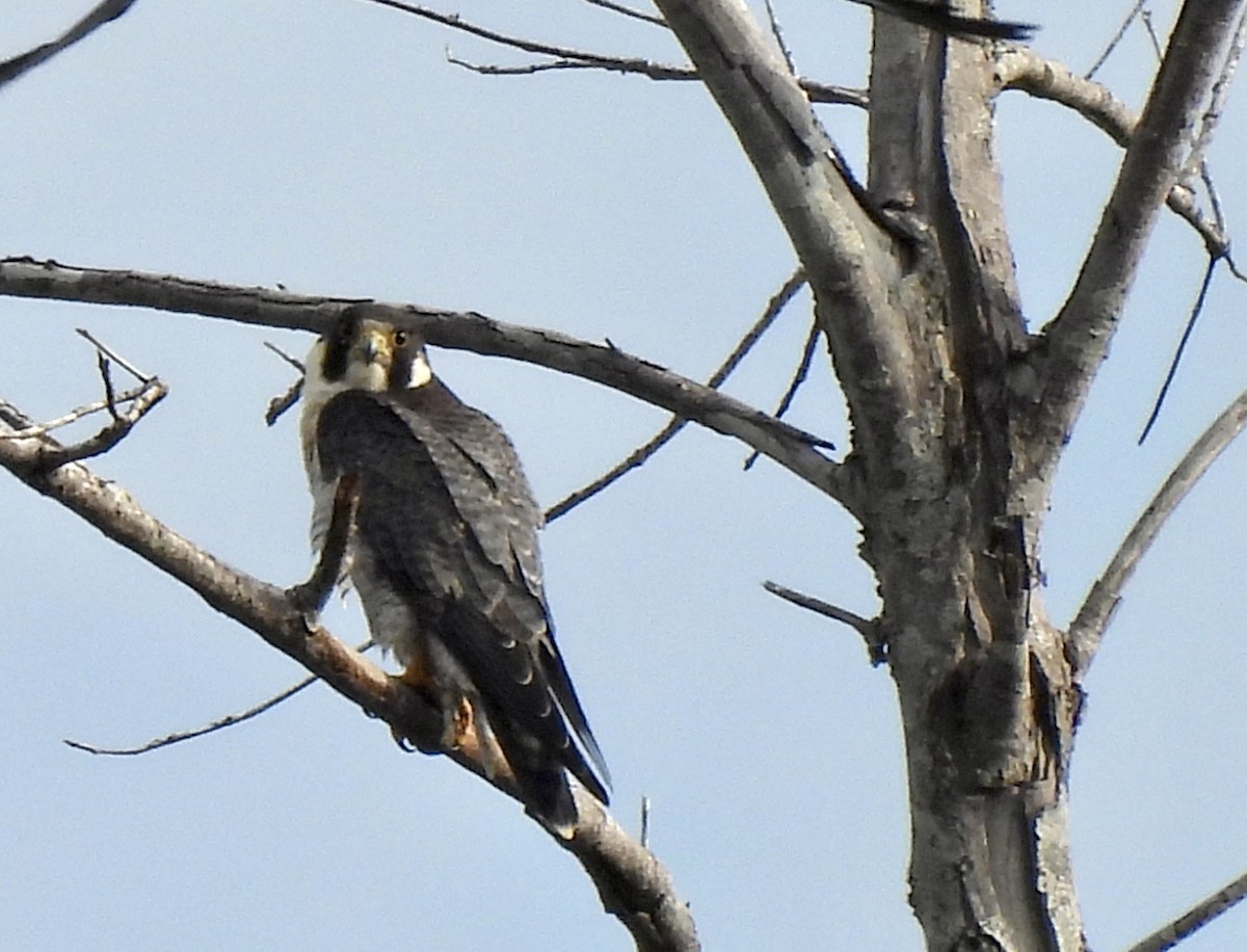 Halcón Peregrino - ML609754303