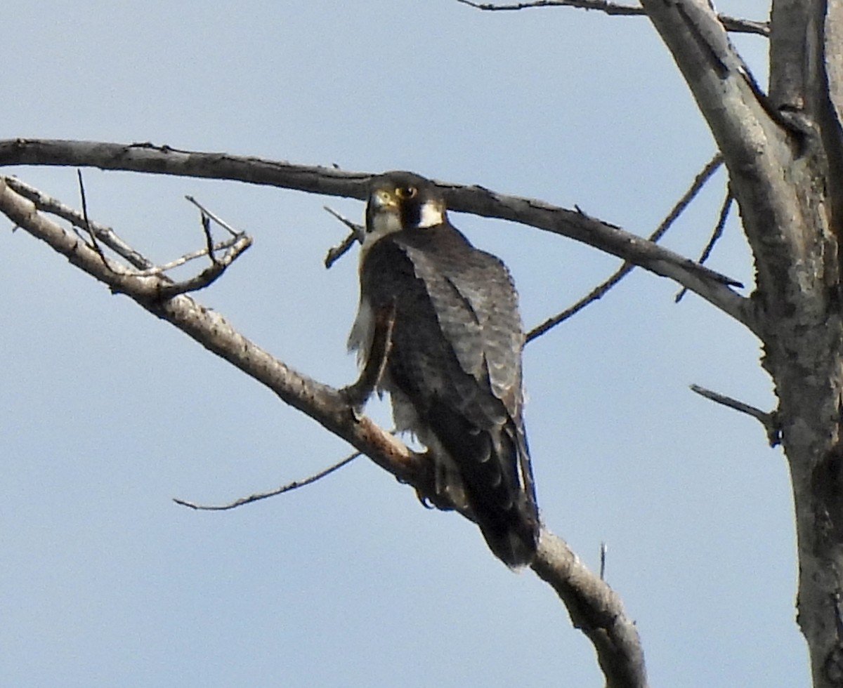 Halcón Peregrino - ML609754304