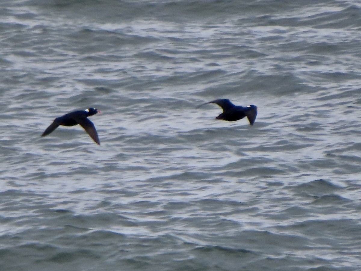 Surf Scoter - ML609754336