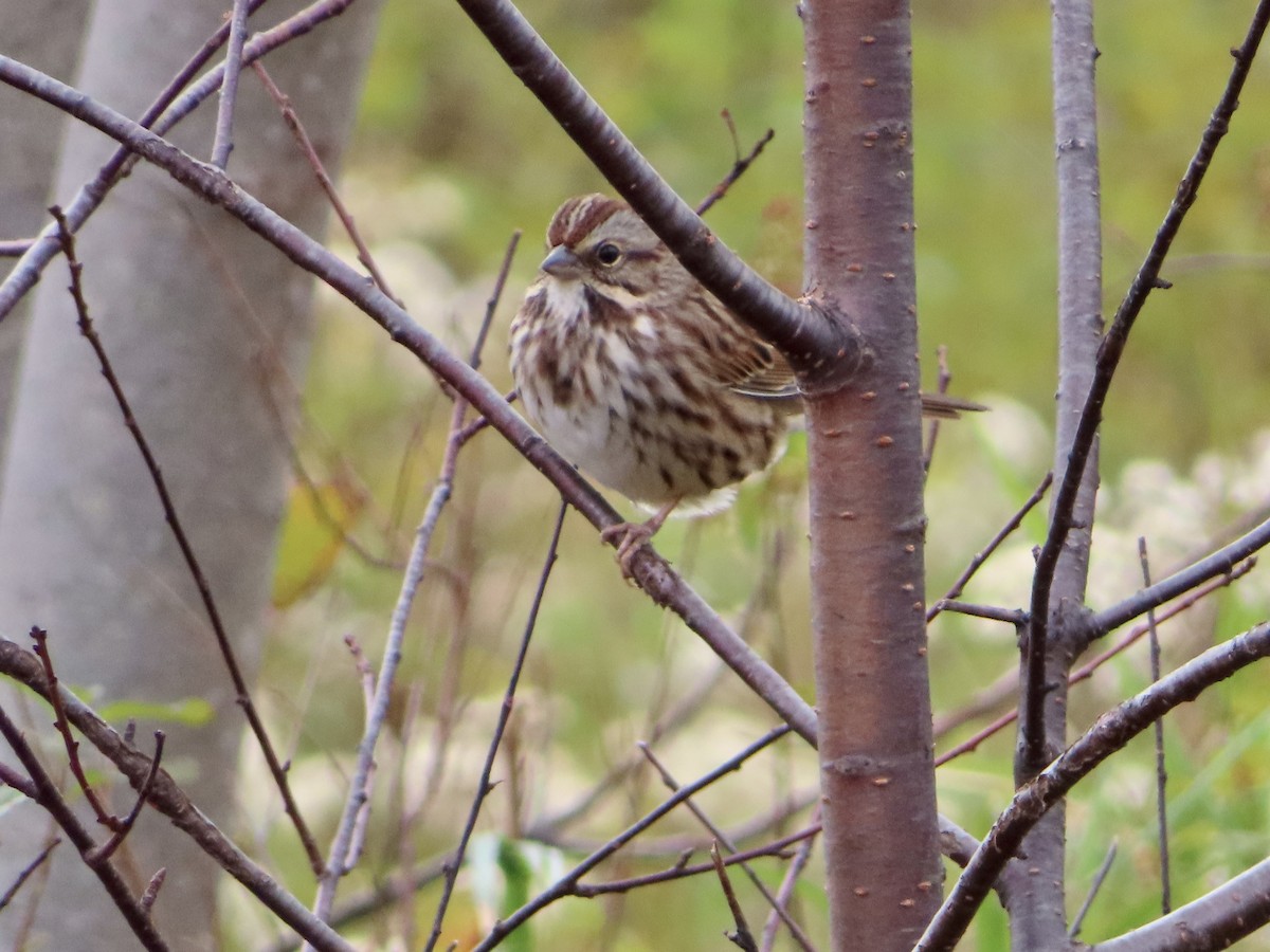 Song Sparrow - ML609754343