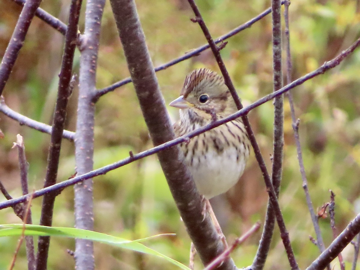 Lincoln's Sparrow - ML609754346