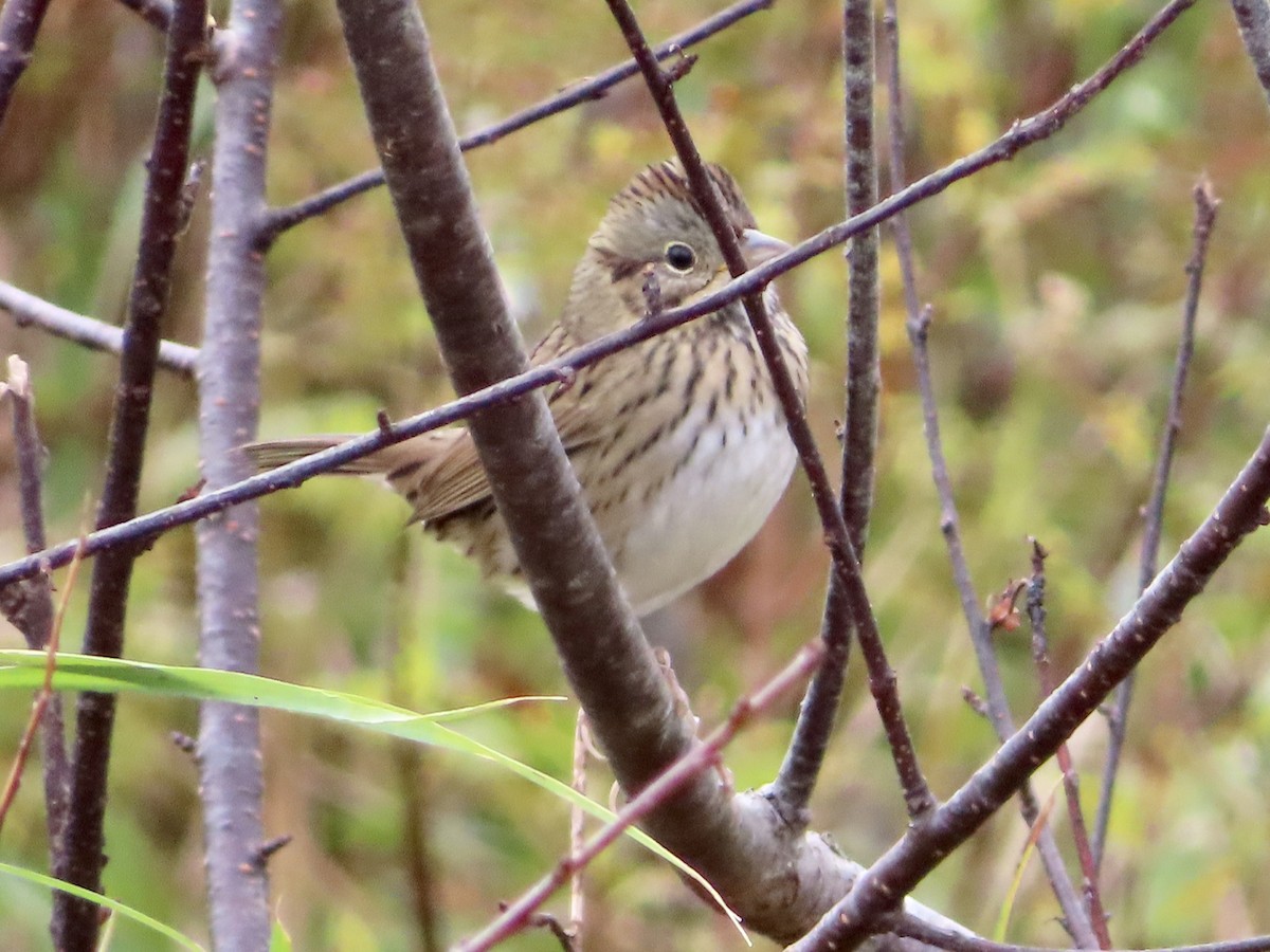 Lincoln's Sparrow - ML609754347