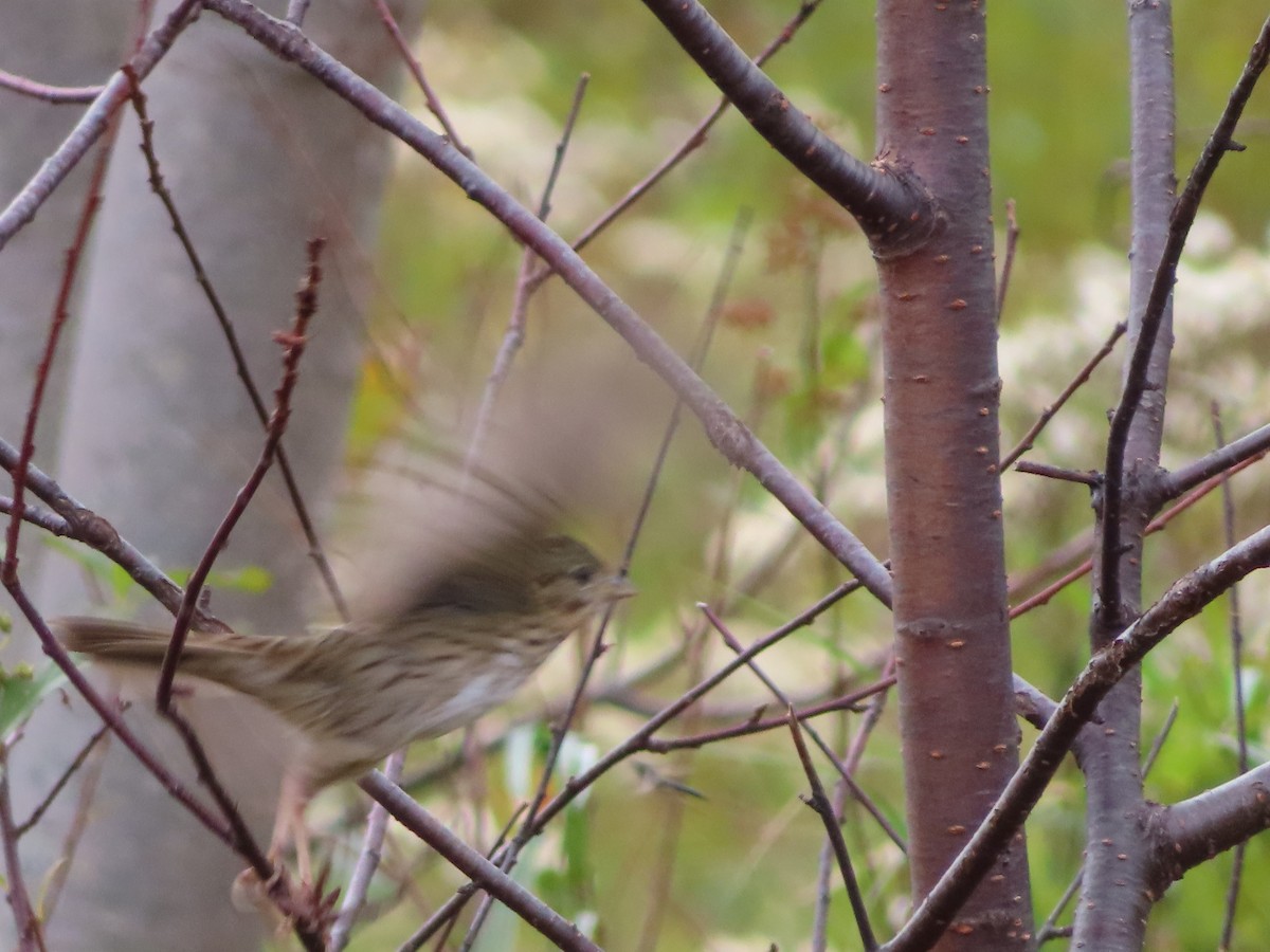 Lincoln's Sparrow - ML609754348