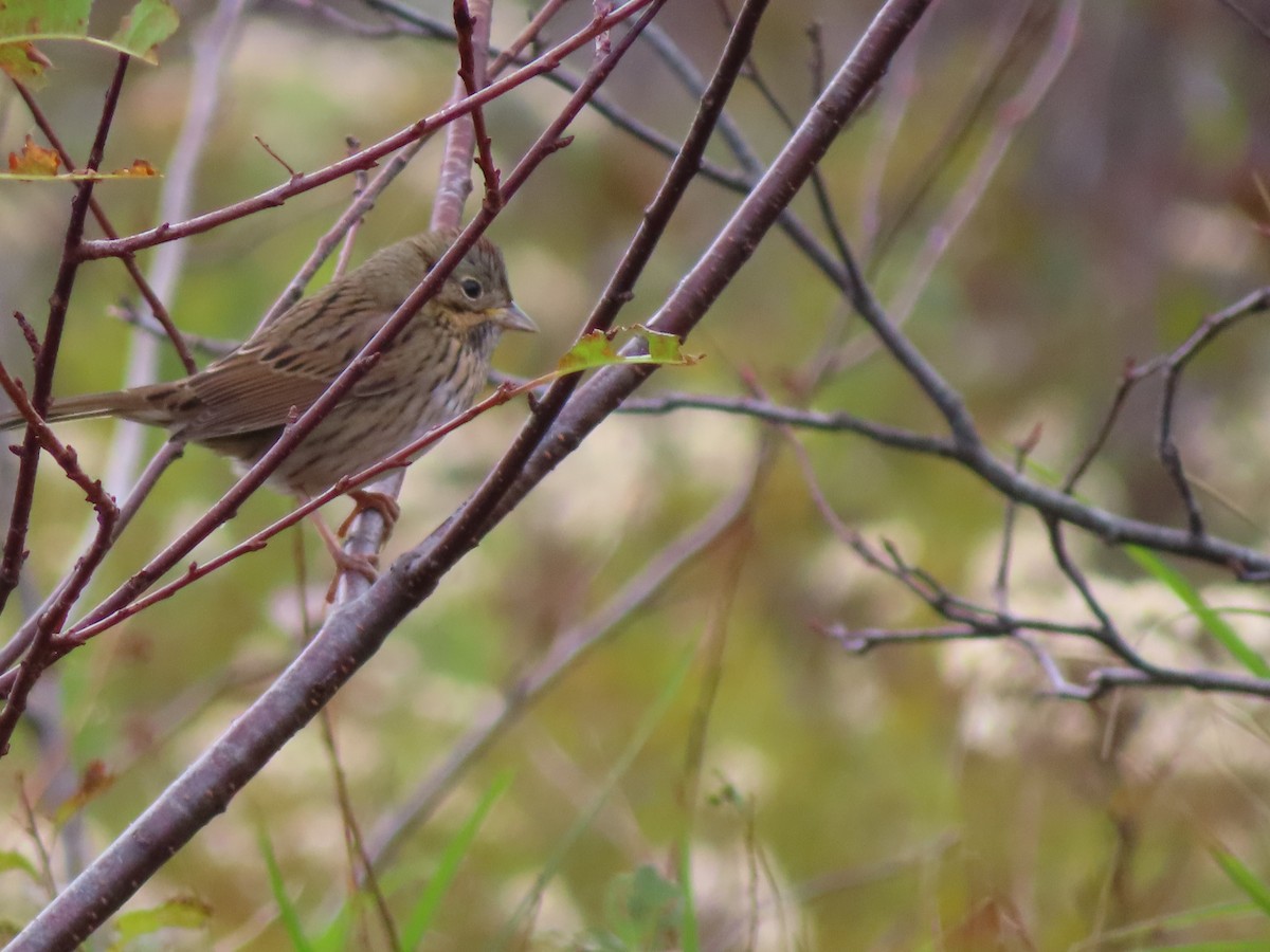 Lincoln's Sparrow - ML609754349