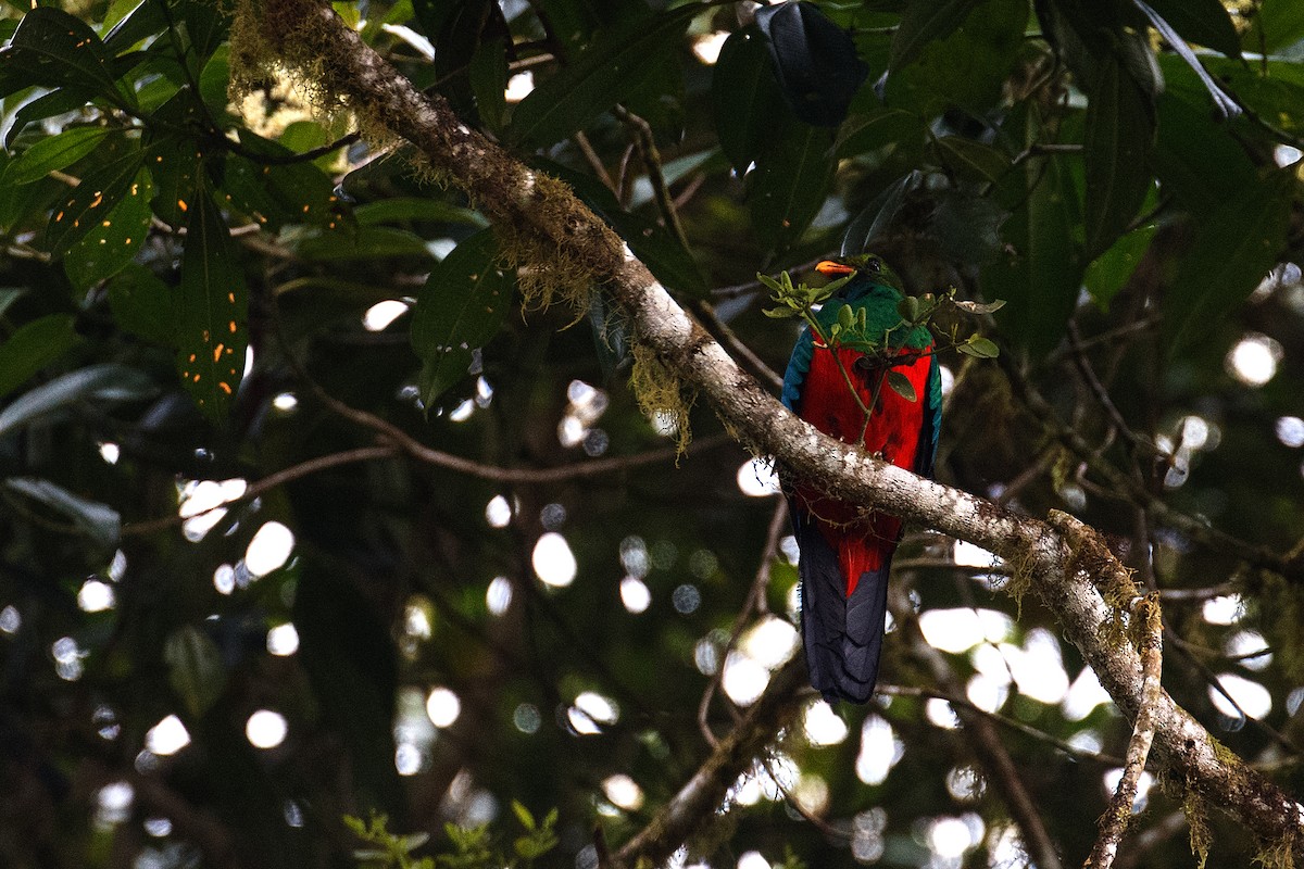 Golden-headed Quetzal - ML609754397