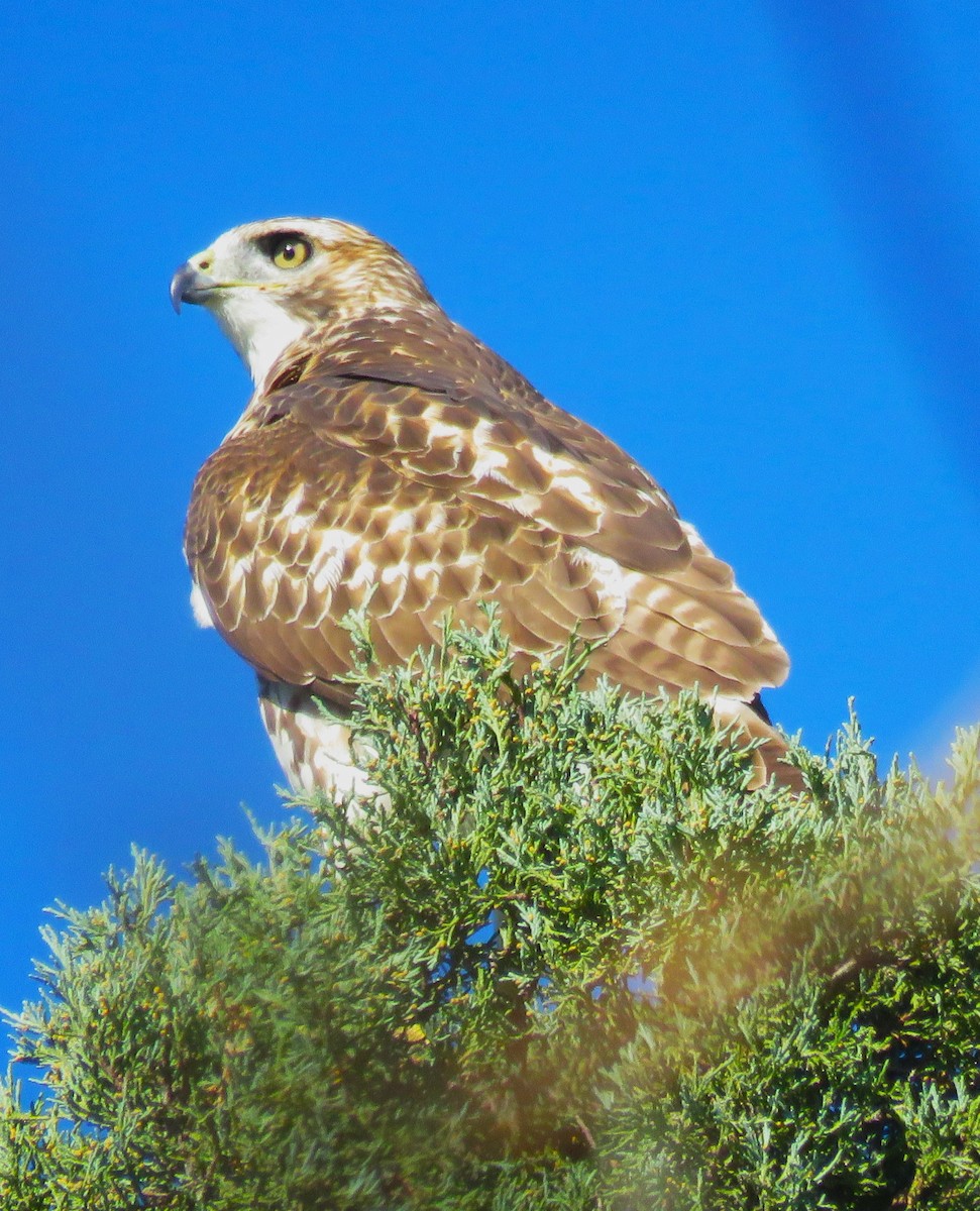 Red-tailed Hawk - ML609754499