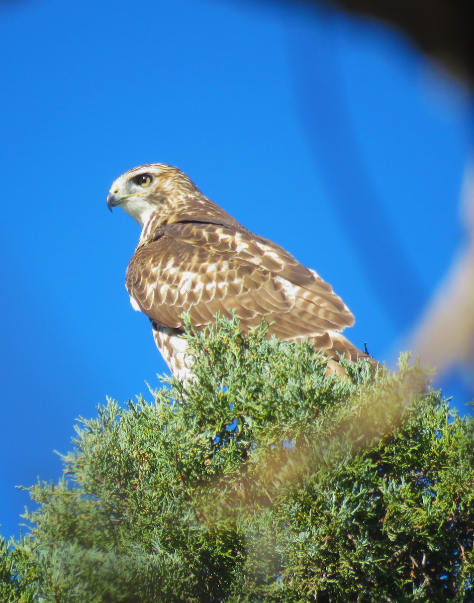 Red-tailed Hawk - ML609754500