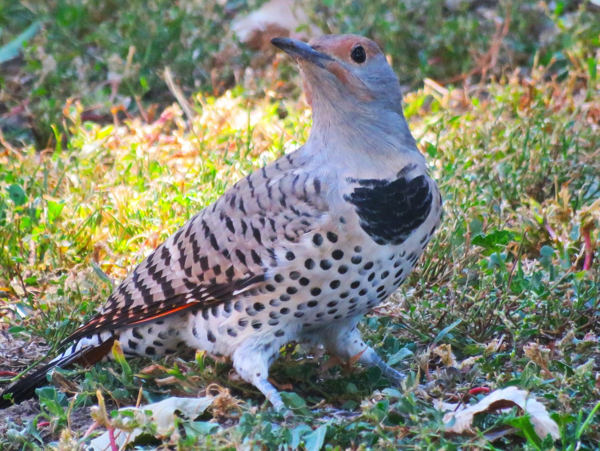Northern Flicker (Red-shafted) - ML609754516