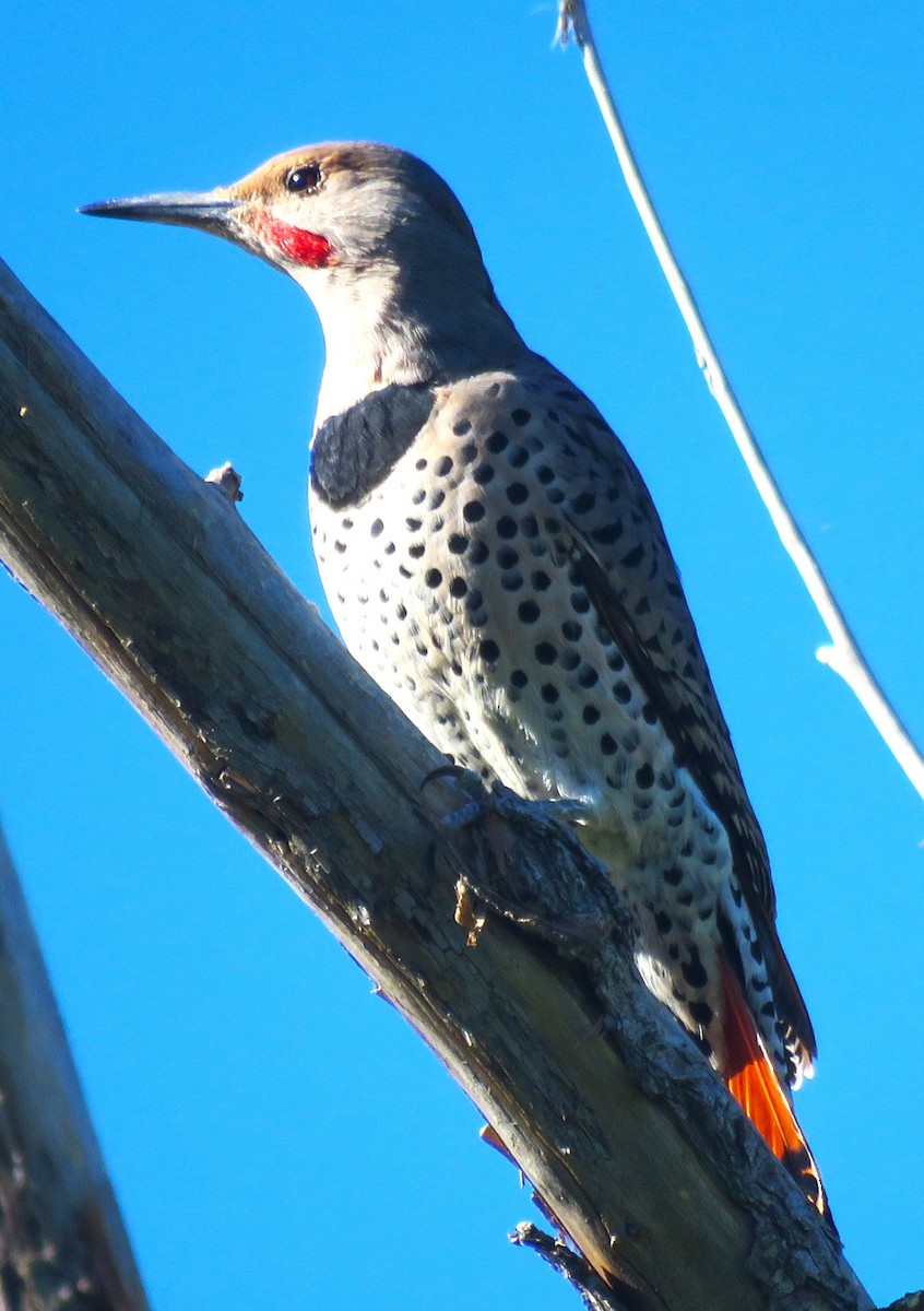 Northern Flicker (Yellow-shafted x Red-shafted) - ML609754551