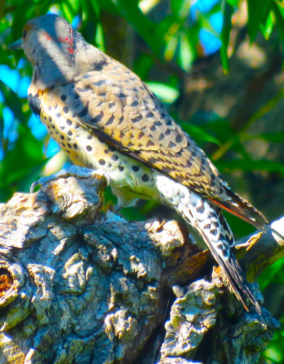 Northern Flicker (Yellow-shafted x Red-shafted) - ML609754552