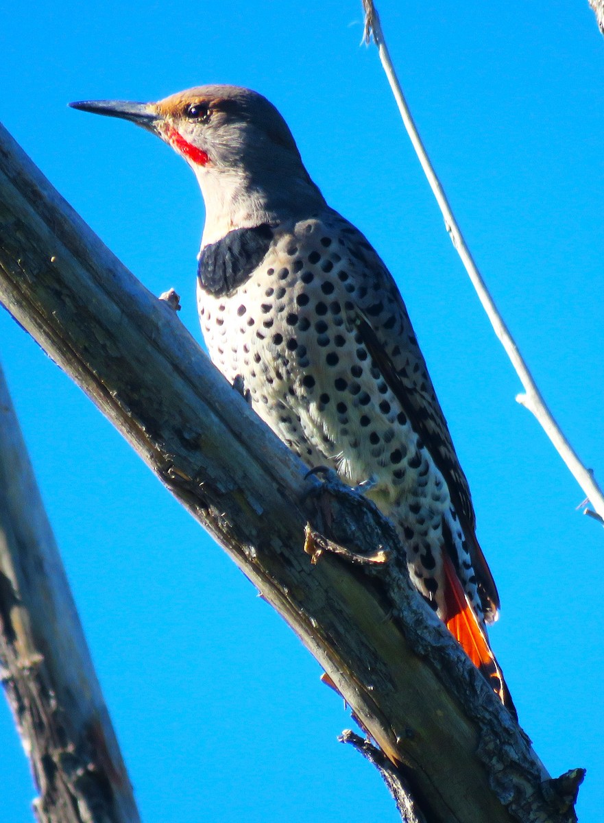 Northern Flicker (Yellow-shafted x Red-shafted) - ML609754553