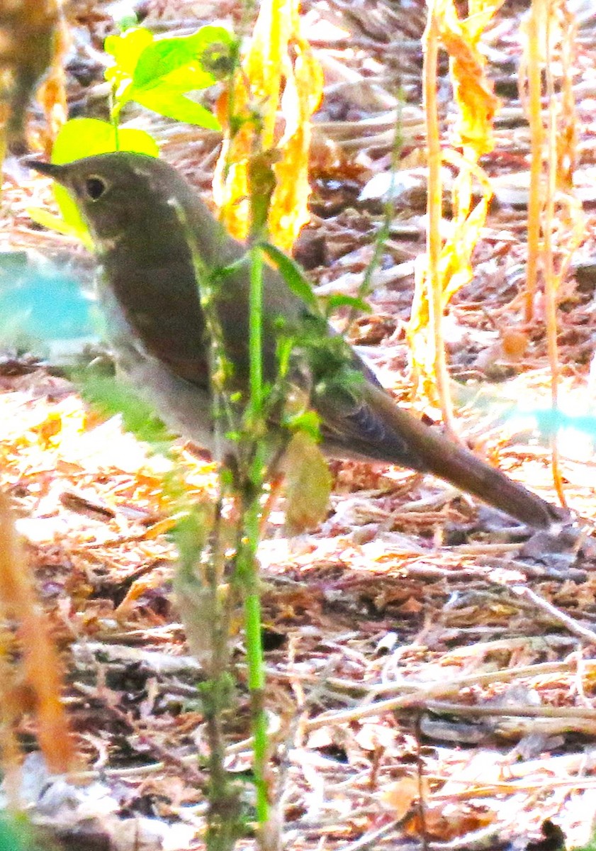 Hermit Thrush - ML609754649