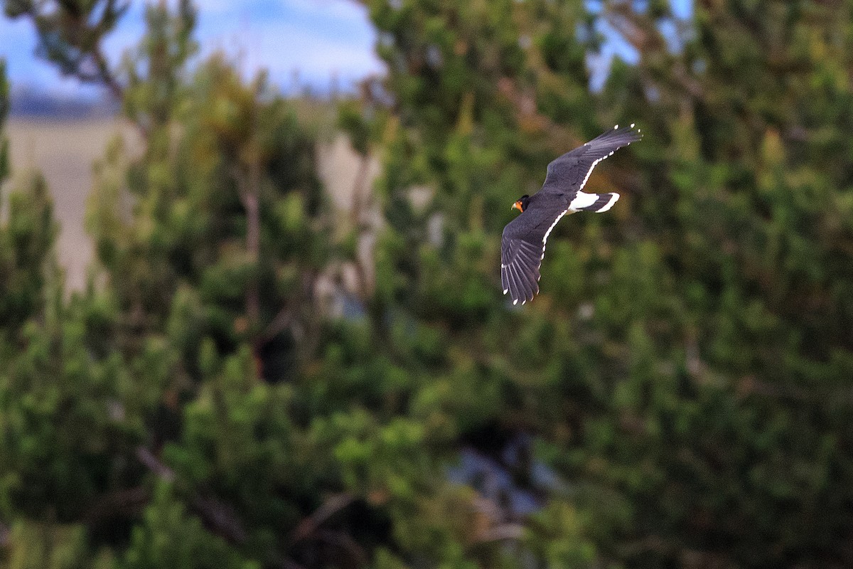 Caracara caronculé - ML609754689