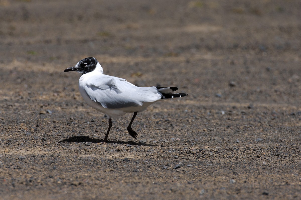 Andean Gull - Anonymous