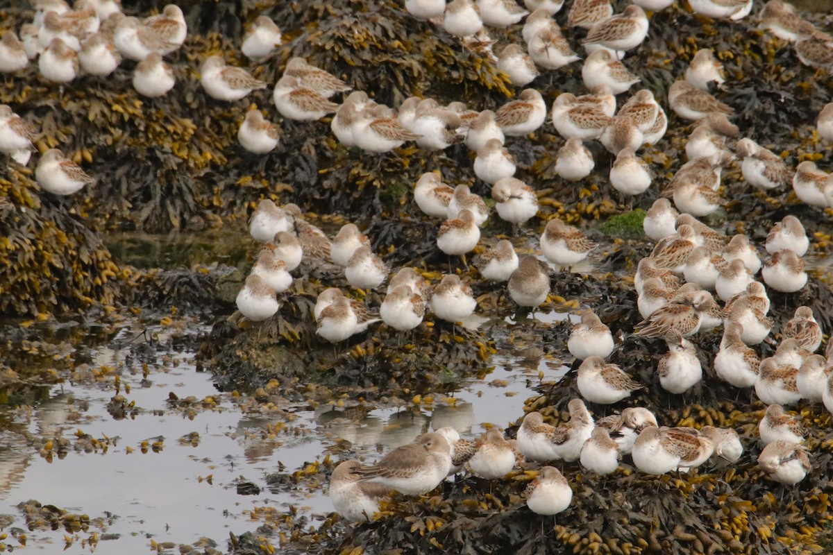 Western Sandpiper - ML609754902