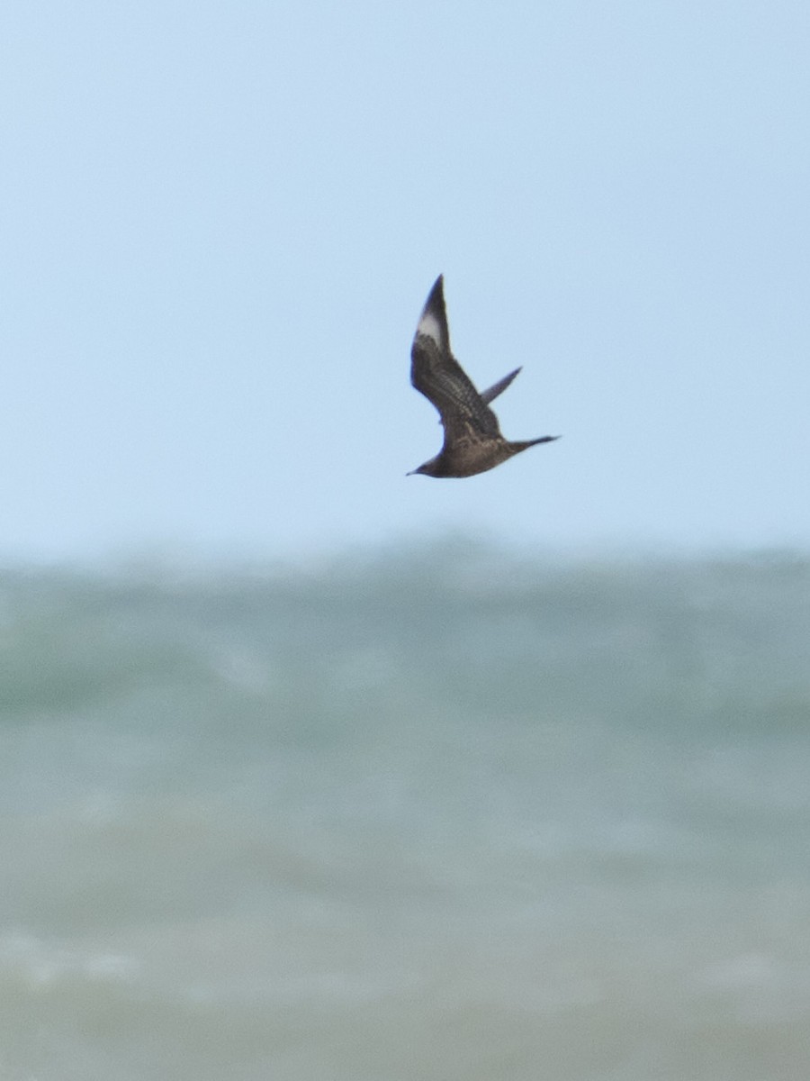 Parasitic Jaeger - ML609754993