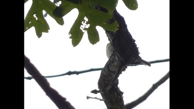 Passeriformes sp. - ML609755080